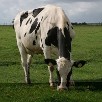 dairy cow