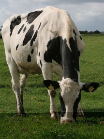 dairy cow